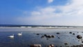 Two swans paddling in water on low tide beach with washing turf