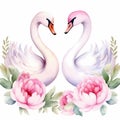 two swans and peonies watercolor illustration on white background Royalty Free Stock Photo