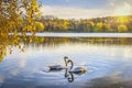 Two swans on pond Royalty Free Stock Photo