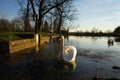 Two swans on pond during the sunset Royalty Free Stock Photo