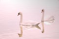 Two swans reflected on lake Royalty Free Stock Photo