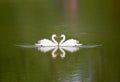 Two swans with reflections