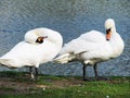 Two swans on the river bank Royalty Free Stock Photo