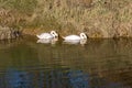 Two Swans on the River Ouse Royalty Free Stock Photo