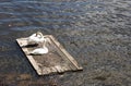 Two swans on a river Royalty Free Stock Photo