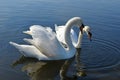 Two swans in the Round pond, Hyde Park, London Royalty Free Stock Photo