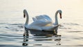 Two swans on the sea water, at sunrise, on a beautiful summer day. A gorgeous picture Royalty Free Stock Photo