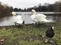 Two swans on the shore of a lake Royalty Free Stock Photo