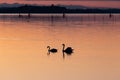 Two swans silhouettes on a lake at sunset Royalty Free Stock Photo