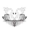 Two swans sketch. Hand drawn vector illustration. Royalty Free Stock Photo