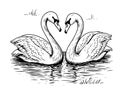 Two swans sketch. Hand drawn vector Royalty Free Stock Photo