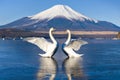 Two Swans spreading wings with Fuji Mountain Background at Yamanakako, Japan Royalty Free Stock Photo