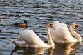 two swans in the springtime in the Golden rays Royalty Free Stock Photo