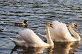 two swans in the springtime in the Golden rays