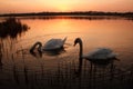 Two swans at sunset on a calm lake