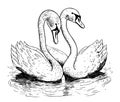 Two swans swim in the lake hand drawn sketch in doodle style Vector illustration Royalty Free Stock Photo