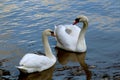 Two swans swim on the waves