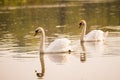 Two swans swimming