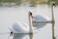 Two swans swimming Royalty Free Stock Photo