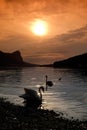The silhouette of two swans on a lake before sunset on a lake in Royalty Free Stock Photo