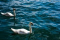 Two swans swimming in calm water Royalty Free Stock Photo