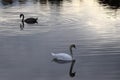 Two swans swimming on golden water Royalty Free Stock Photo