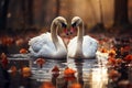 Two swans swimming in the lake with autumn leaves in the background Royalty Free Stock Photo