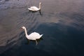 Two swans are swimming on the lake of Hallstatt, Austria. Royalty Free Stock Photo