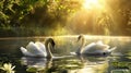 Two swans are swimming in a lake with lily pads, AI Royalty Free Stock Photo