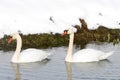 Two swans swimming Royalty Free Stock Photo