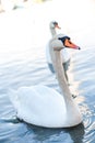 Two Swans swimming in a lake Royalty Free Stock Photo