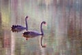 Two Swans Swimming On A Lake Royalty Free Stock Photo