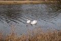 Two swans swimming in the lake Royalty Free Stock Photo