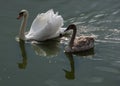 Two swans swimming in Lednice ponds Royalty Free Stock Photo