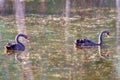 Two swans Swimming Peacefully On A Lake Royalty Free Stock Photo