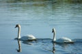 Two swans swimming in river Royalty Free Stock Photo