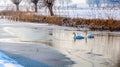 Two swans swimming together in the water between the ice Royalty Free Stock Photo