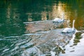 Two swans swimming Royalty Free Stock Photo