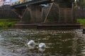 Two swans swimming up a tranquil river together in autumn