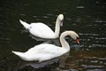 Two swans are swimming on the water. Loyal family