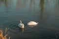 Two swans on the water