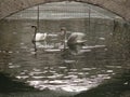 Two swans under a bridge Royalty Free Stock Photo