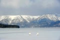 Two swans walking on lake kussharo