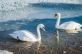 Two swans on water Royalty Free Stock Photo