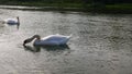 Two swans in the water purify themselves and drink water