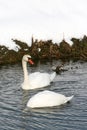 Two swans in water Royalty Free Stock Photo