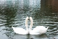 two swans in winter river, Romantic love Royalty Free Stock Photo