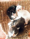 Sweet and beautiful Kittens