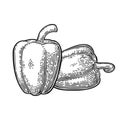 Two sweet bell peppers. Vector vintage engraved illustration