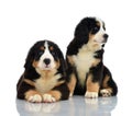 Two sweet Berner Sennenhund or Bernese Mountain puppies sitting